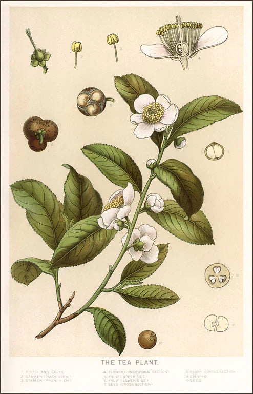 Tea Plant Botanical Image / Vintage Image Postcard