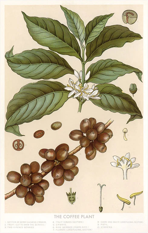 Coffee Plant Botanical Image / Vintage Image Postcard