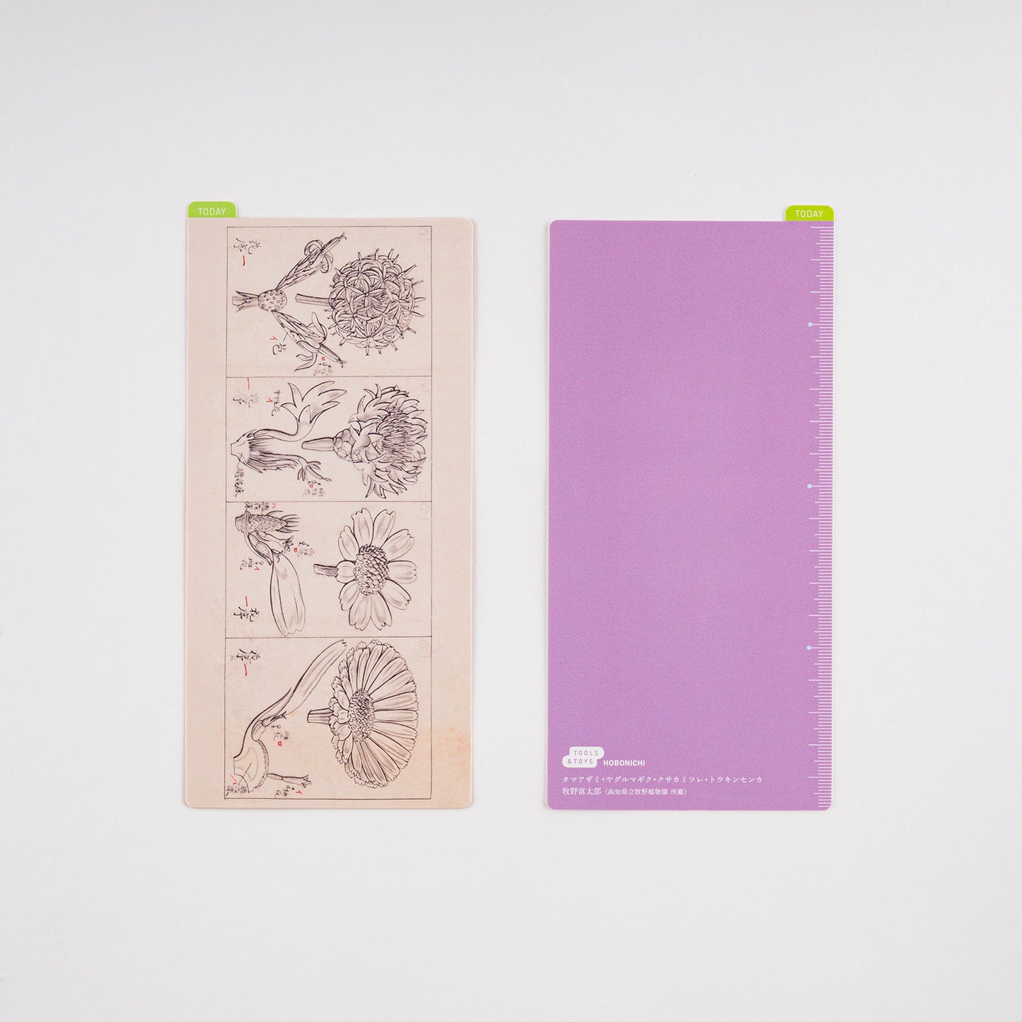 Tomitaro Makino / Hobonichi Pencil Board