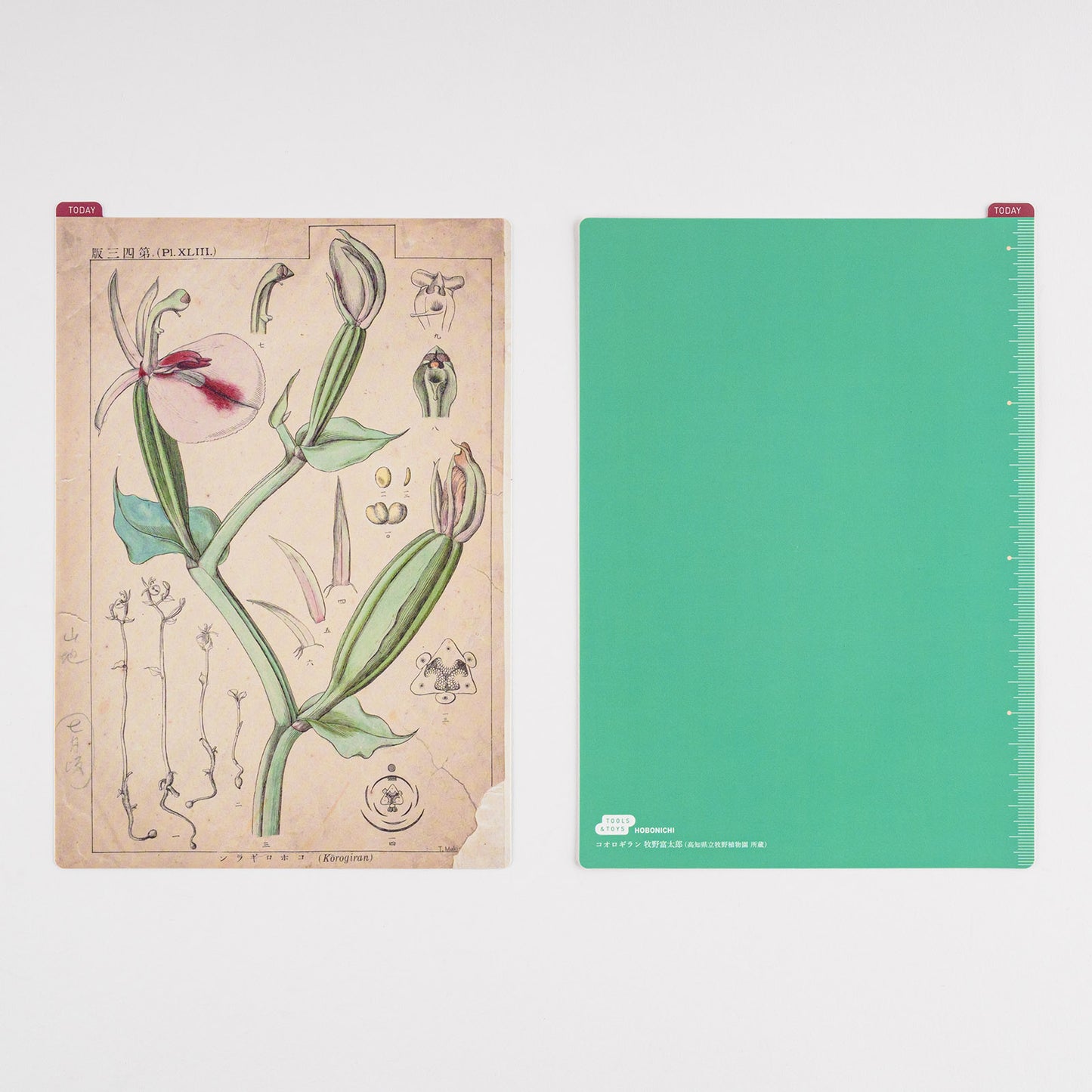 Tomitaro Makino / Hobonichi Pencil Board