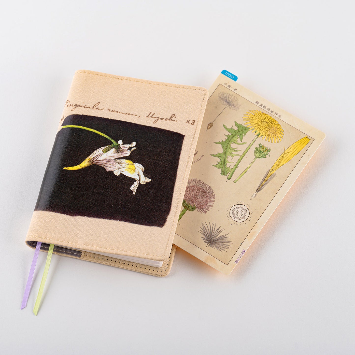 Tomitaro Makino / Hobonichi Pencil Board