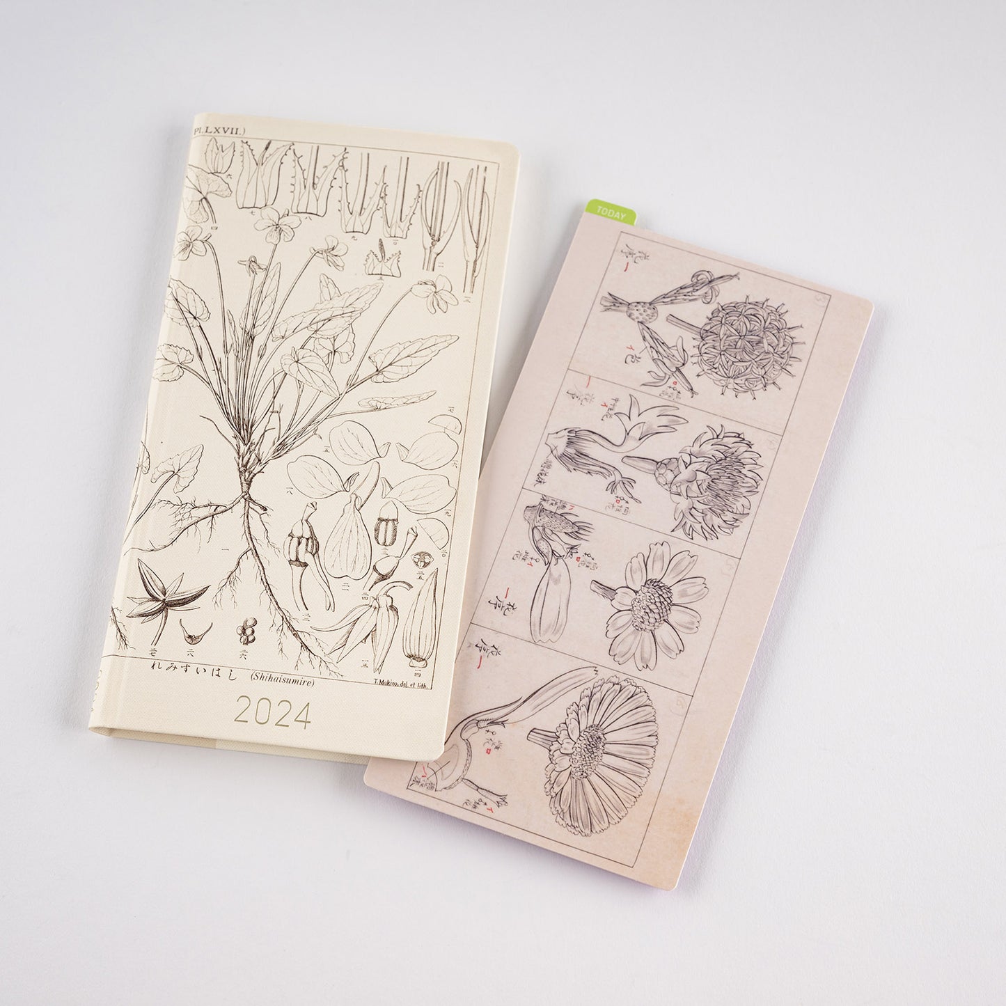 Tomitaro Makino / Hobonichi Pencil Board