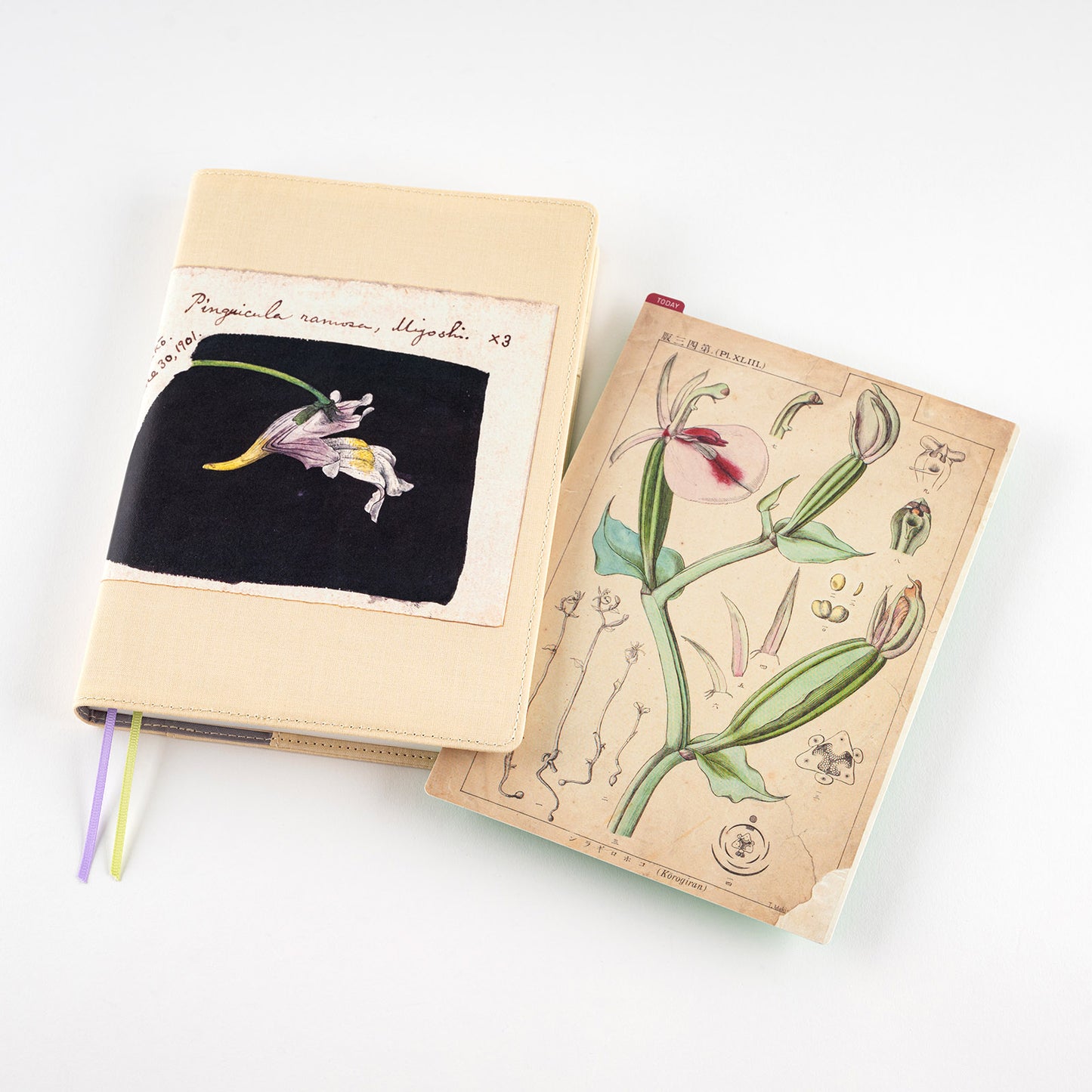Tomitaro Makino / Hobonichi Pencil Board