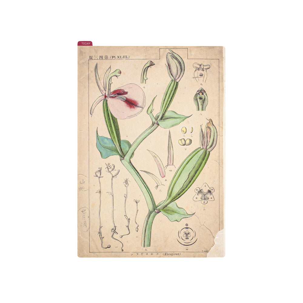 Tomitaro Makino / Hobonichi Pencil Board