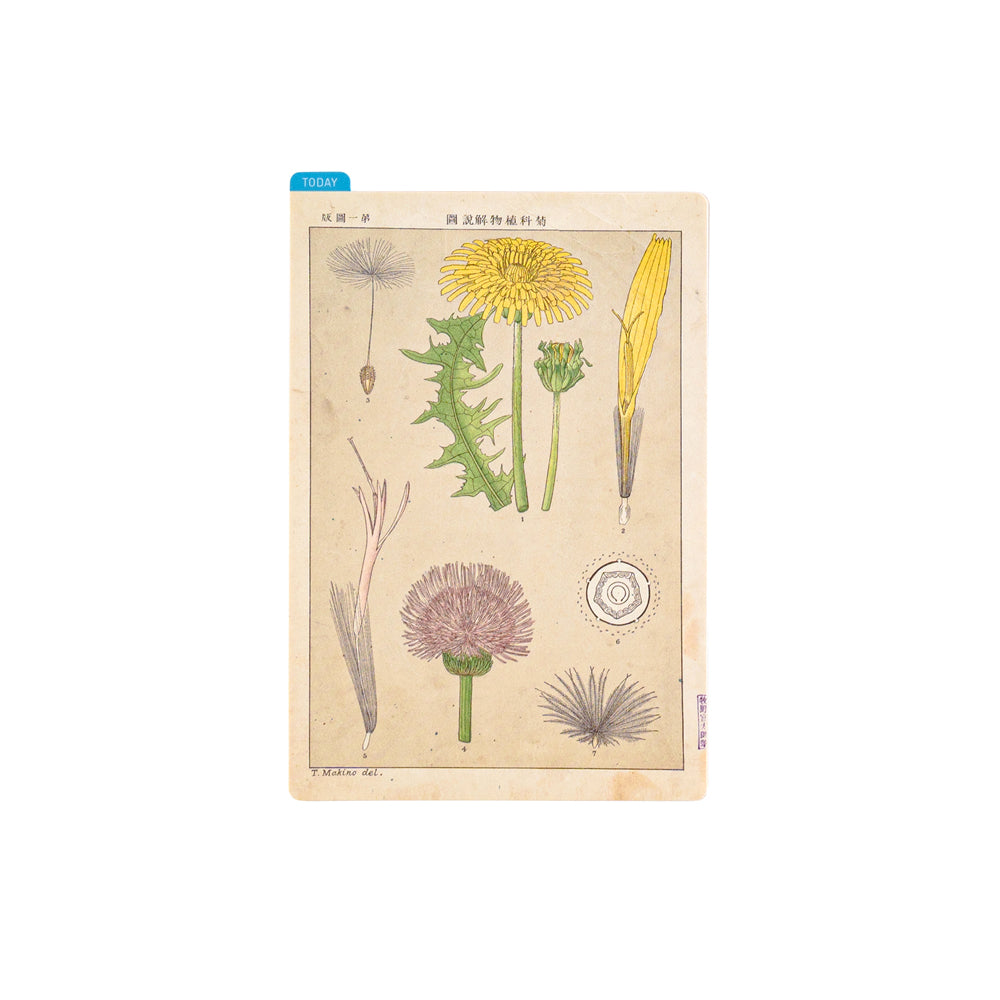 Tomitaro Makino / Hobonichi Pencil Board