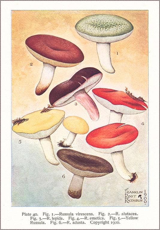Various Mushroom Figures Vintage Postcard