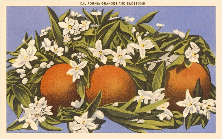 California Oranges and Blossoms / Vintage Image Postcard