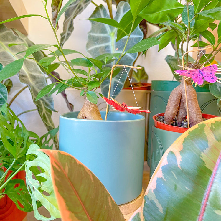 House Plants