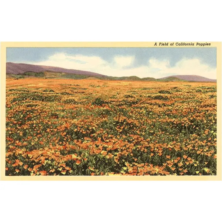 Field of California Poppies · Vintage Image Postcard