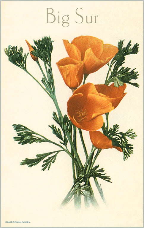 California Poppy, Big Sur · Vintage Image Postcard
