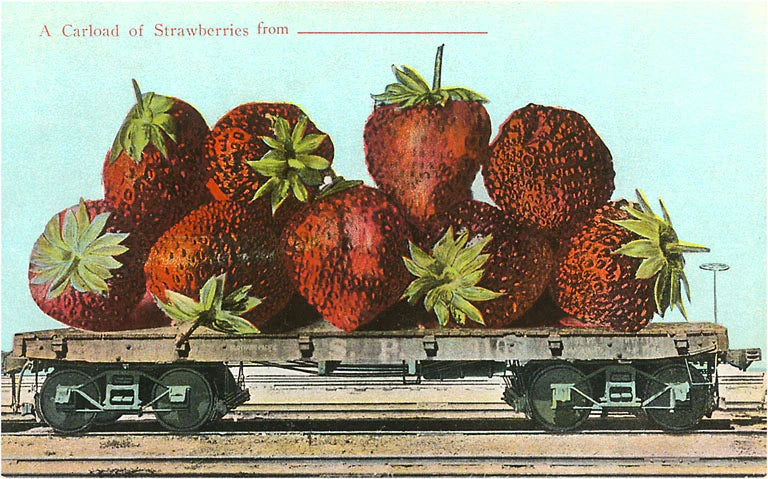 Giant Strawberries on Flatbed · Vintage Image Postcard