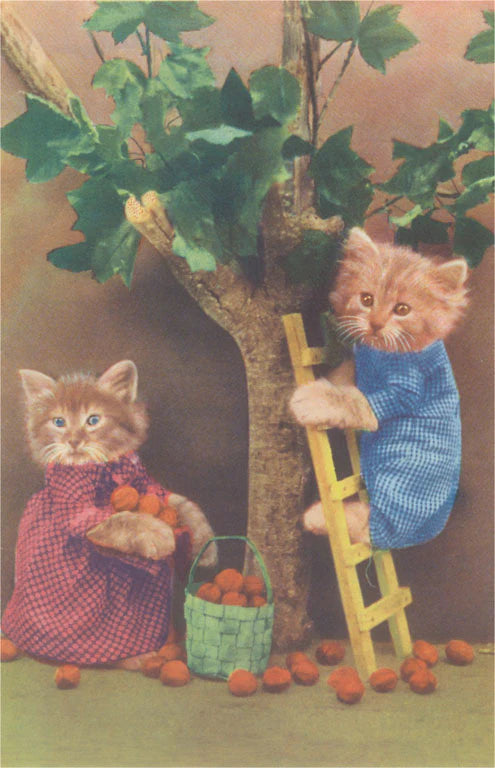Dressed Kittens Picking Fruit / Vintage Image Postcard