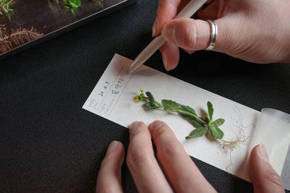 Shepherd's Purse · OIMU Plant Collecting Bookmark