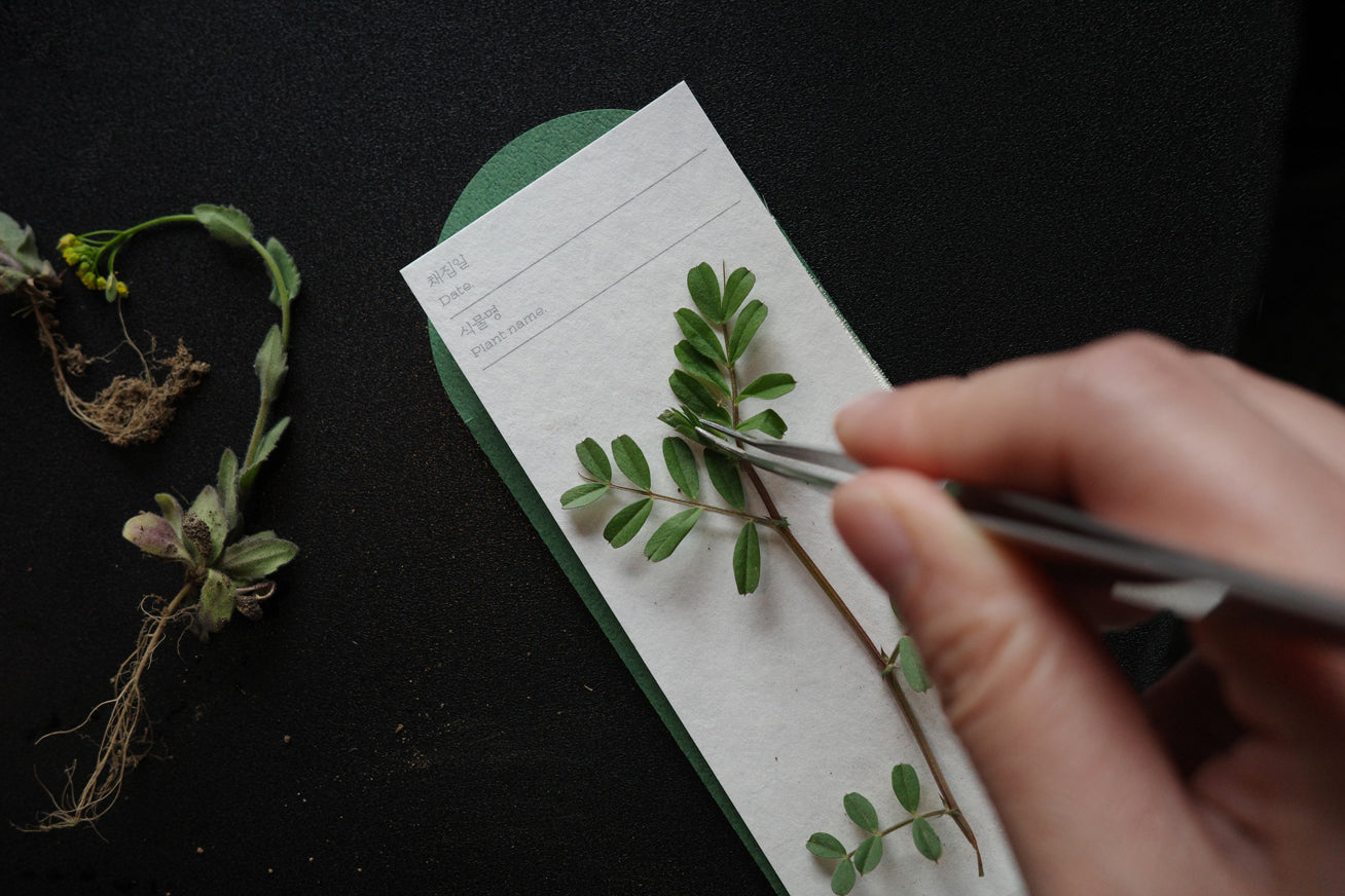 Pine Tree · OIMU Plant Collecting Bookmark