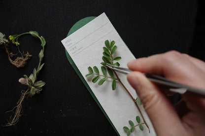 Shepherd's Purse · OIMU Plant Collecting Bookmark