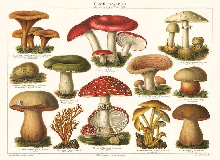 Mushroom Varieties Vintage Postcard
